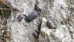 Armadillidium granulatum
