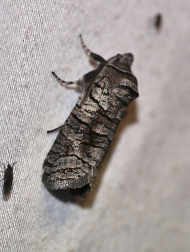 Culama alpina
