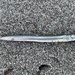 Pacific Sand Lance - Photo (c) kelpadelpian, some rights reserved (CC BY-NC)