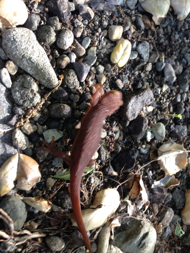 iNaturalist observation photo of California Newt