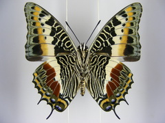 Charaxes castor castor