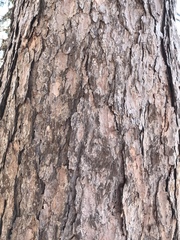 Larix decidua decidua