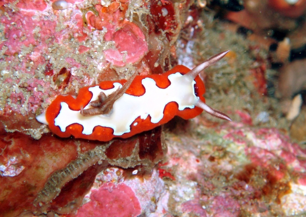 Photo of Faithful goniobranchus (Goniobranchus fidelis)