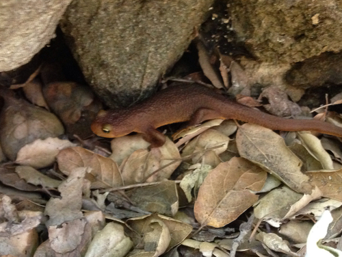 iNaturalist observation photo of California Newt