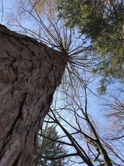 Larix decidua decidua