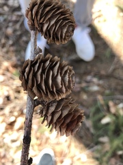 Larix decidua decidua