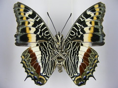 Charaxes castor castor