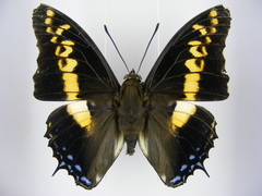 Charaxes castor castor