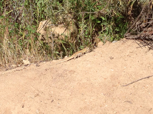 iNaturalist observation photo of Western Side-blotched Lizard
