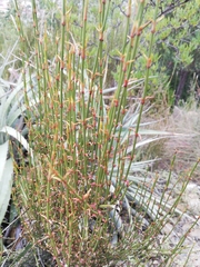 Ephedra americana