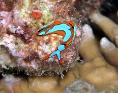 Thuridilla lineolata