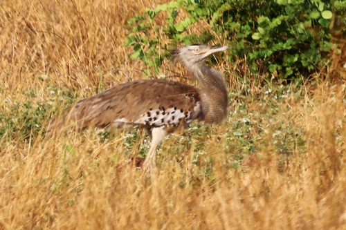 Southern Kori Bustard