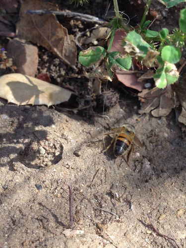 iNaturalist observation photo of Western Honey Bee