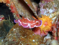 Verconia alboannulata