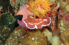 Verconia alboannulata