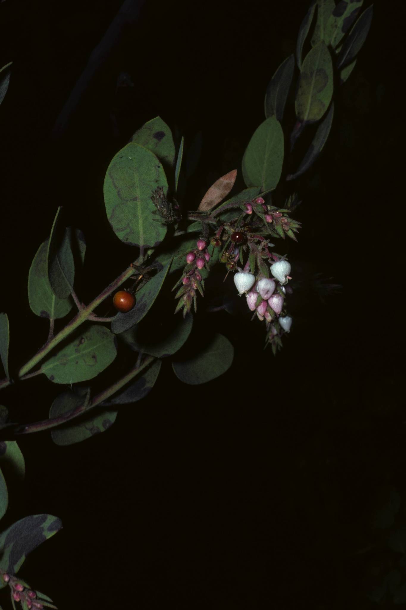 Arctostaphylos otayensis