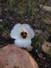 Calochortus catalinae