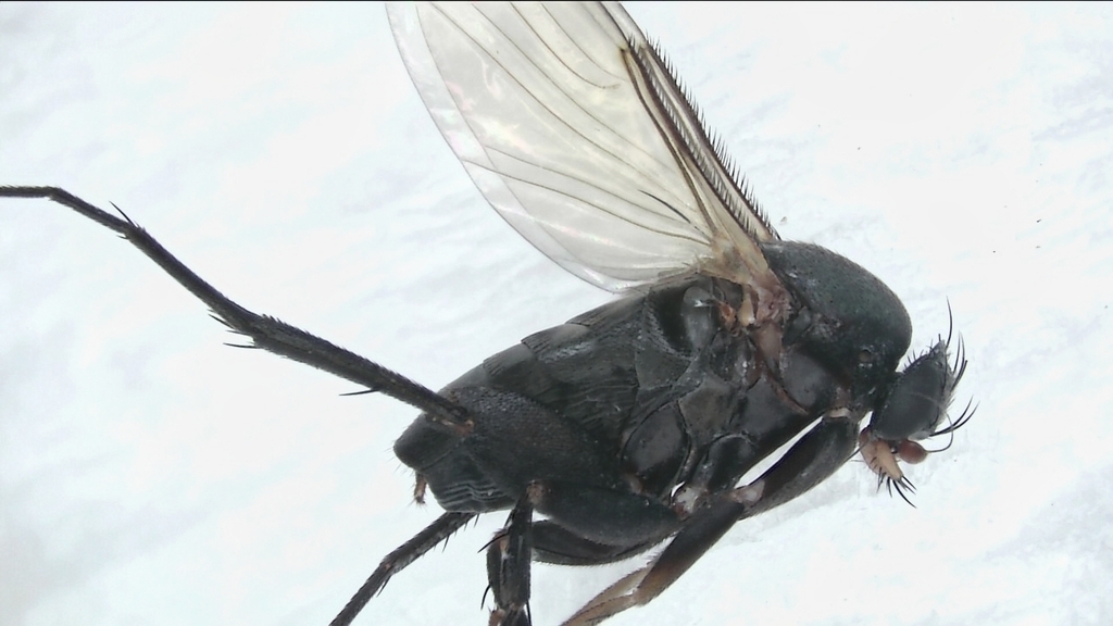 Stichillus japonicus