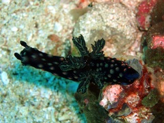 Nembrotha cristata