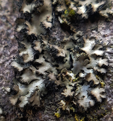 Phaeophyscia hispidula