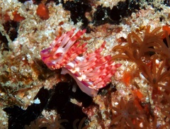 Coryphellina flamma