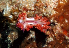 Coryphellina flamma