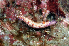Hypselodoris maculosa