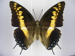 Charaxes castor castor