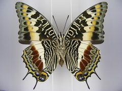 Charaxes castor castor