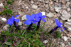 Gentiana brachyphylla