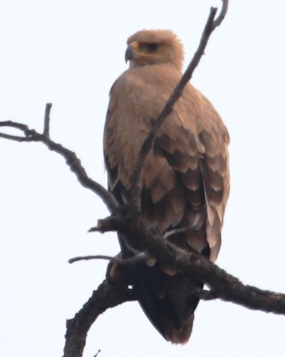 Tawny Eagle