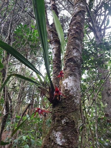 Maxillaria nigrescens, photograph 1