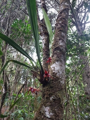 Maxillaria nigrescens, photograph (c) Daniel Mesa, some rights reserved (CC BY)