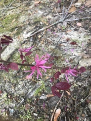 Loropetalum chinense