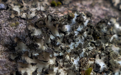 Phaeophyscia hispidula