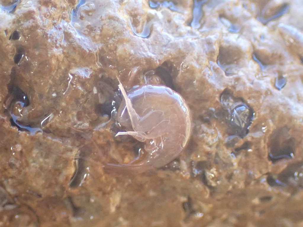 Amphipods from Geelong, AU-VI, AU on December 21, 2023 at 05:00 PM by ...