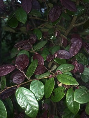 Loropetalum chinense