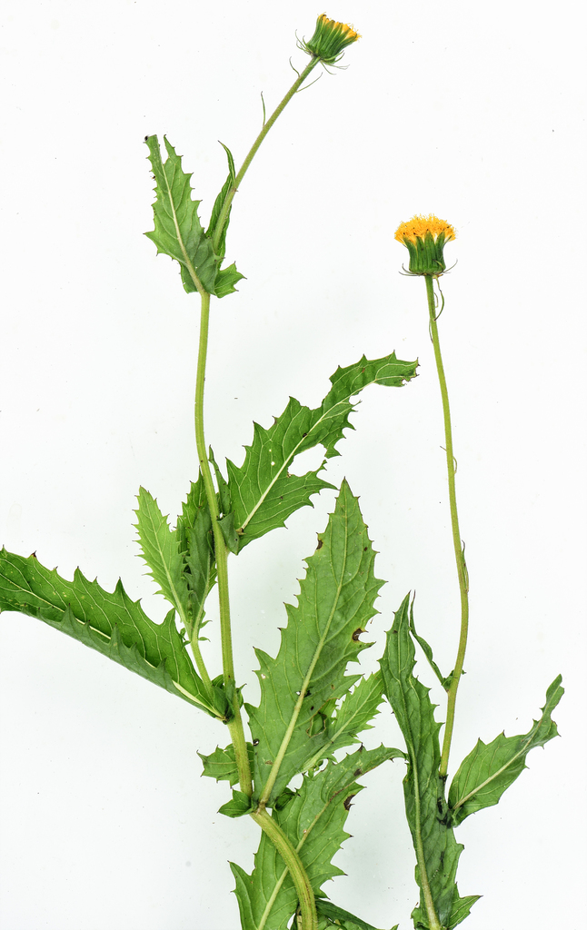 Crassocephalum picridifolium