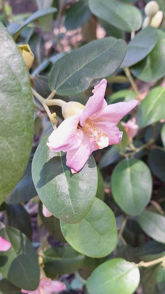 Lagunaria patersonia, West Beach SA 5024, Australia
