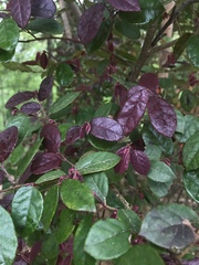 Loropetalum chinense