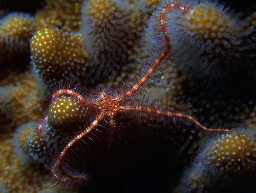 Ophiothrix purpurea image
