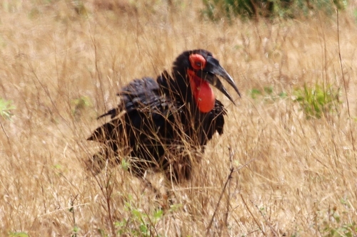 Southern Ground Hornbill