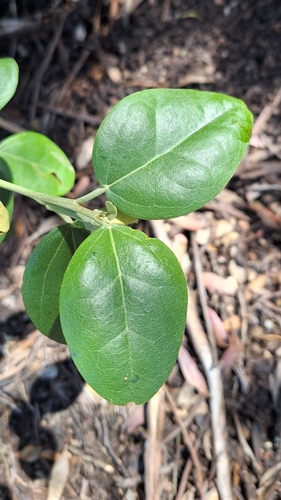 Lagunaria patersonia
