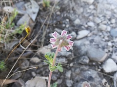 Melampodium cinereum