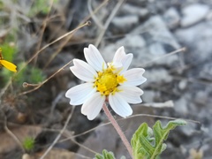 Melampodium cinereum