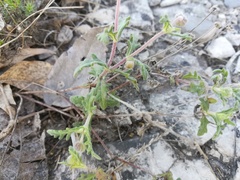Melampodium cinereum