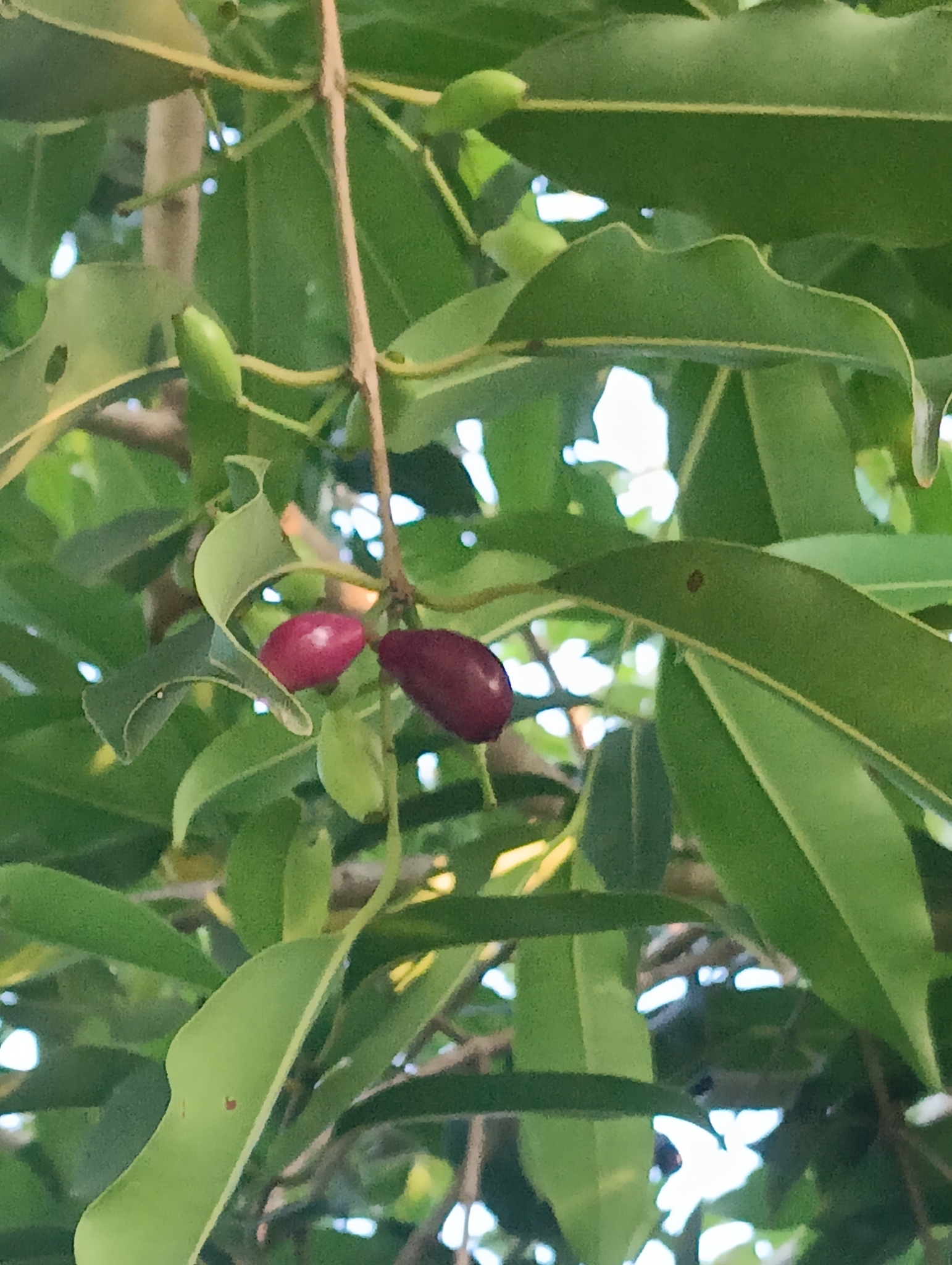 Syzygium cumini