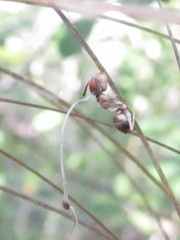 Ophiocordyceps camponoti-floridani