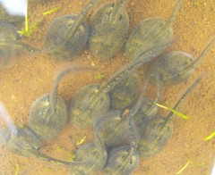 Western Spadefoot photo 3