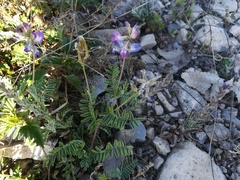 Astragalus emoryanus